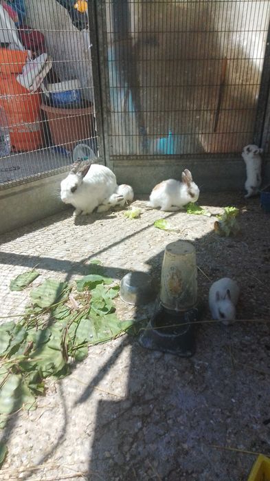 Coelhos de raça anão