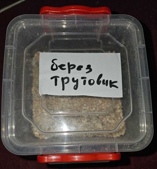 Лікувальний трутовик березовий