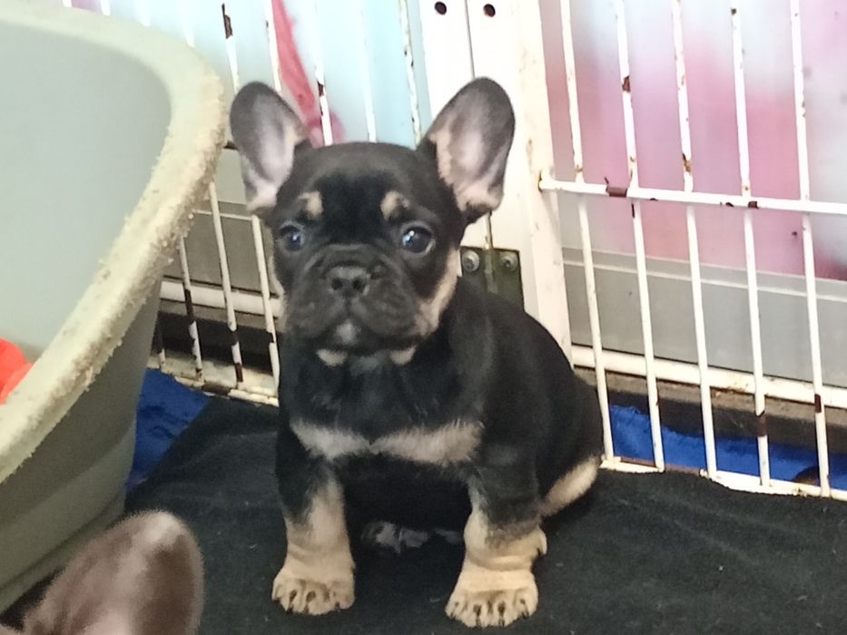 Мальчики французского бульдога разных окрасов