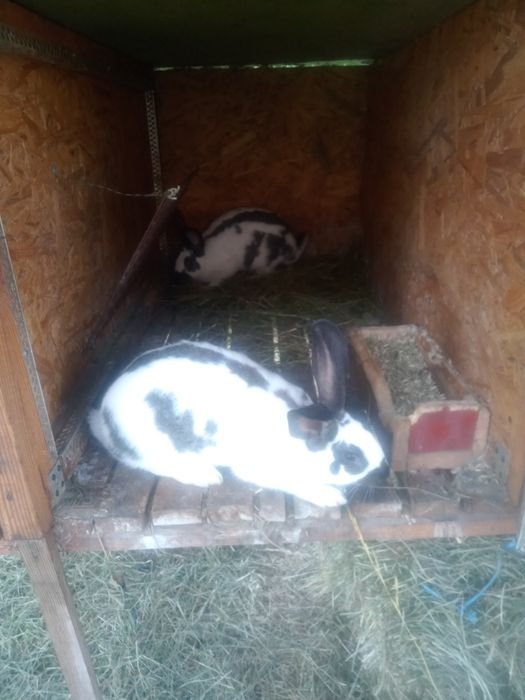 Кролики різних порід