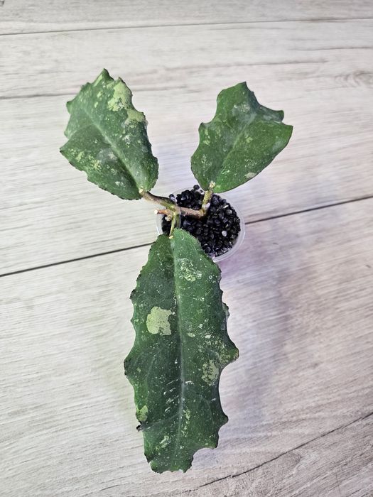Hoya undulata Black