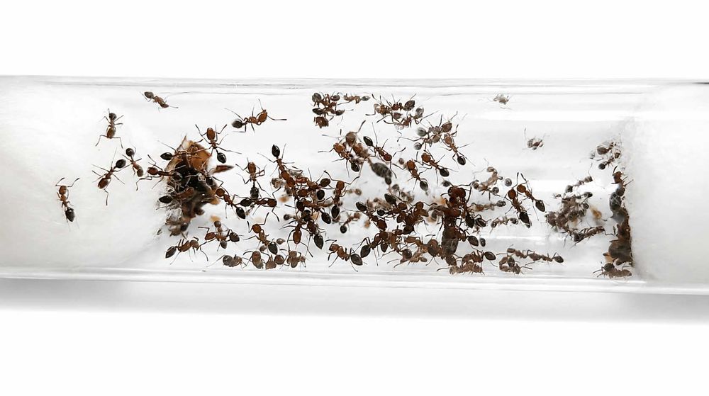 Monomorium subopacum kolonia 2 królowe + około 40 robotnic + potomstwo