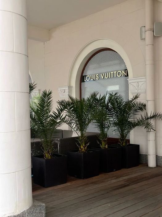 Фінік канарський (Phoenix canariensis)  h 65 см
