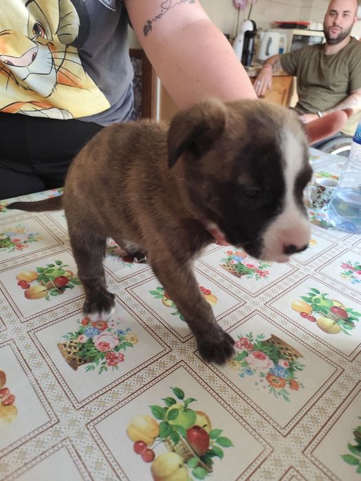Cachorras para adoção responsável