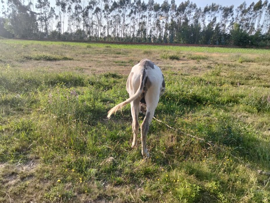 Vendo burro inteiro