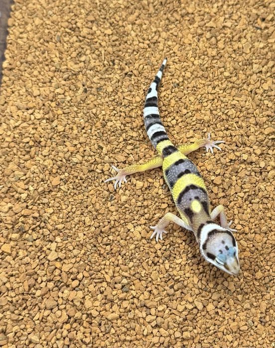 Gekony lamparcie, eublefary, 2-4 miesiace