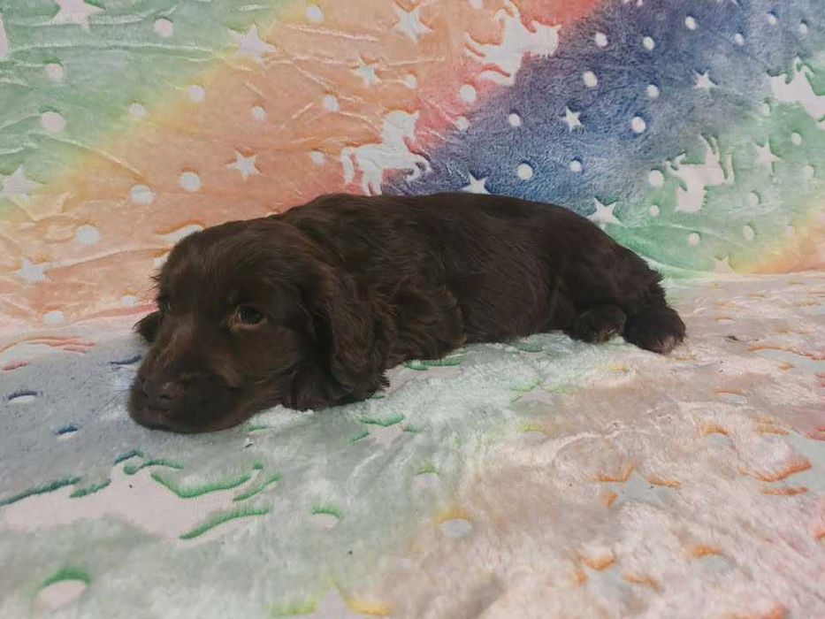 Cocker Spaniel Angielski czekoladow piesek