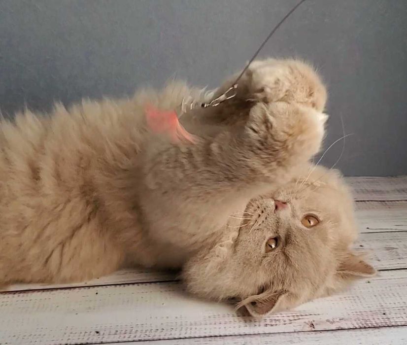 Лагідний котик британець.