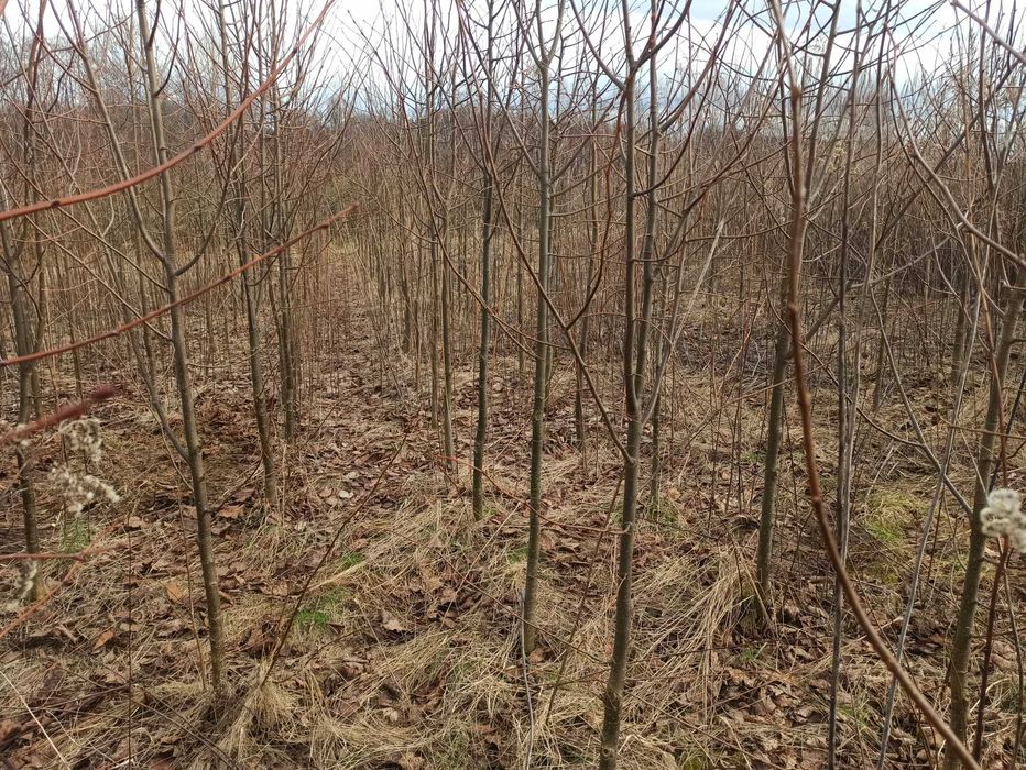 Lipa drobnolistna/szerokolistna sadzonki