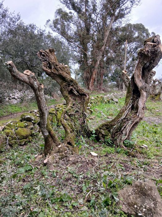 Oliveiras centenárias