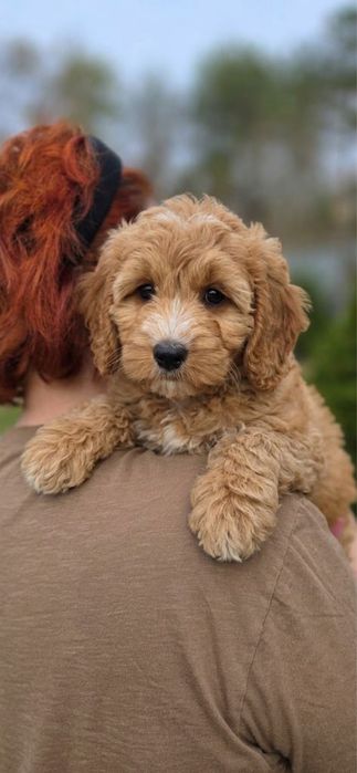Cockapoo piekna suczka bardzo mądra typ ksiezniczki do przytulania