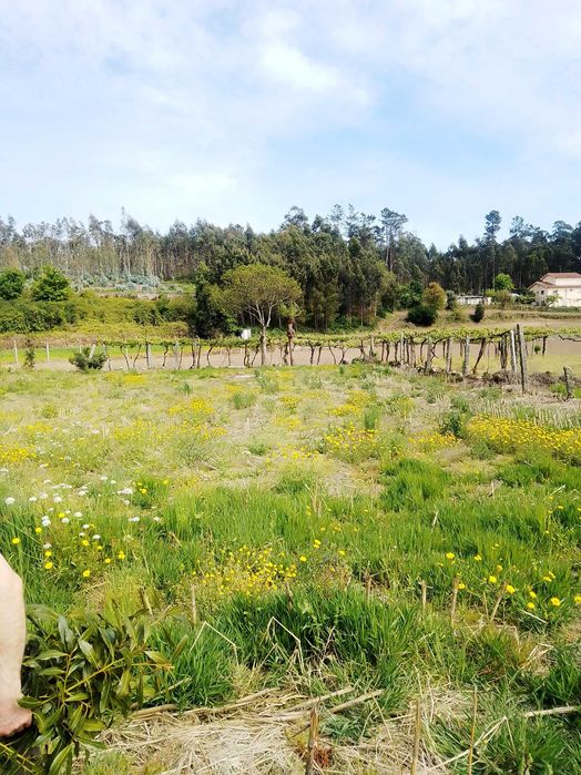 Terreno Agrícola