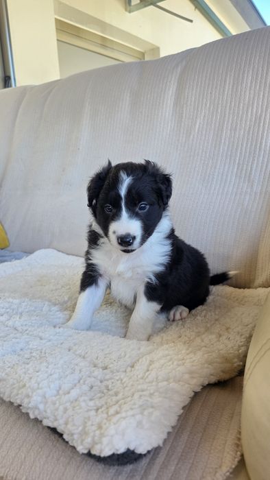 Border Collie Preto e Branco Macho