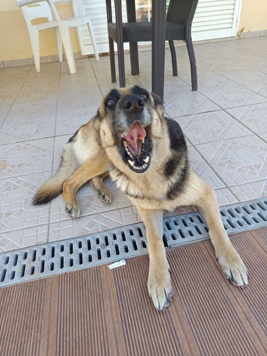 Cadela pastor alemão