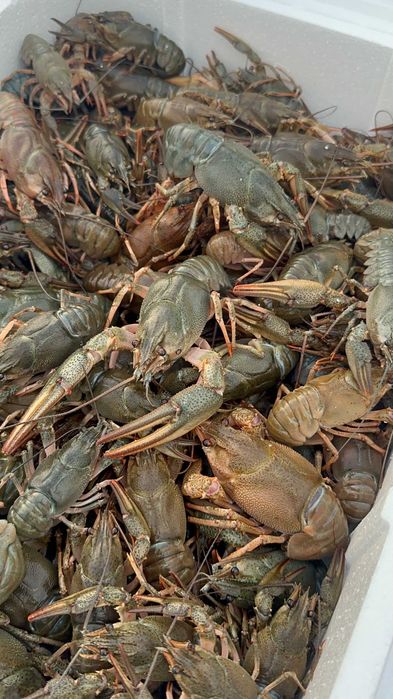 Raki błotne do Oczka Pakiet 3 samicy z jajkami + 2 sam. Świadectwo zdr