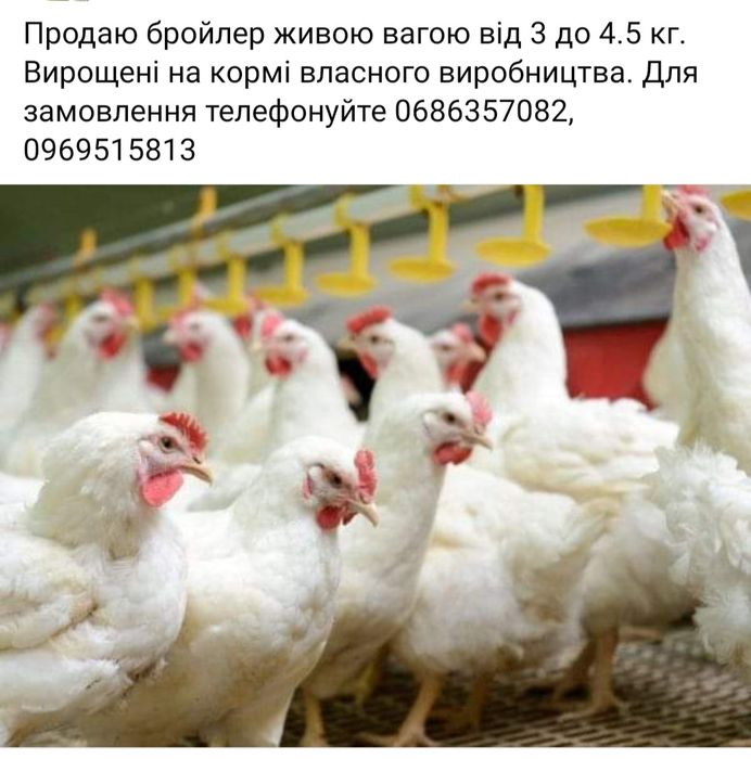 Продаю бройлер живою вагою від 3.5 кг.