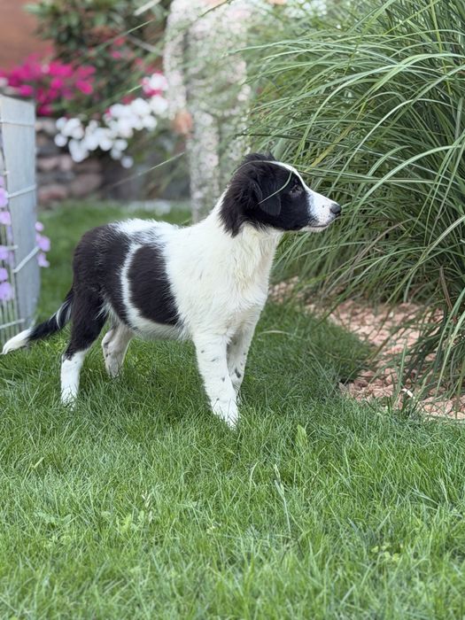 Piesek border collie czarno biały