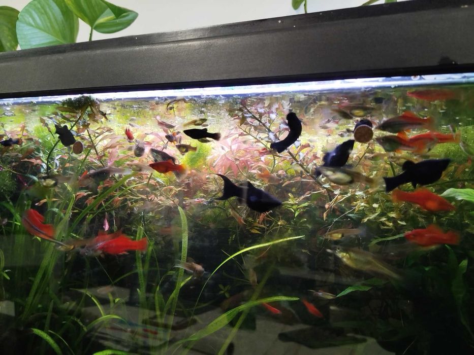 Espadas e Mollys peixes tropicais