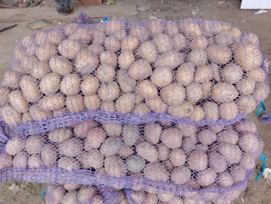 Посадкова картопля різних сортів