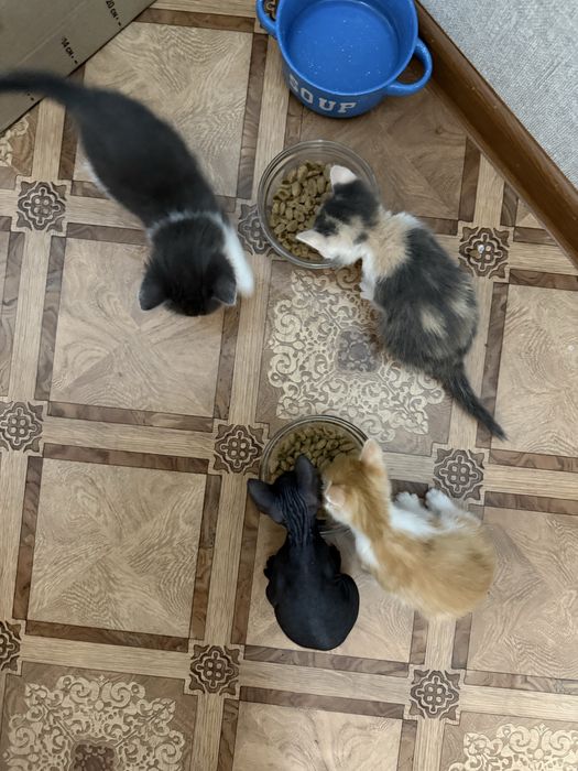 Кошенята сфінкс донський