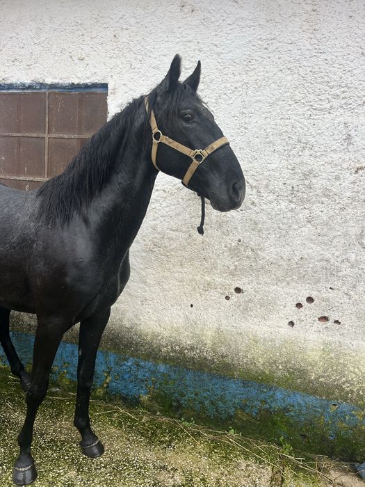 Pokdro cavalo 2 anos