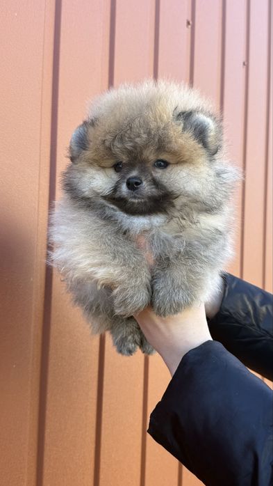 Міні хлопчик лагідний