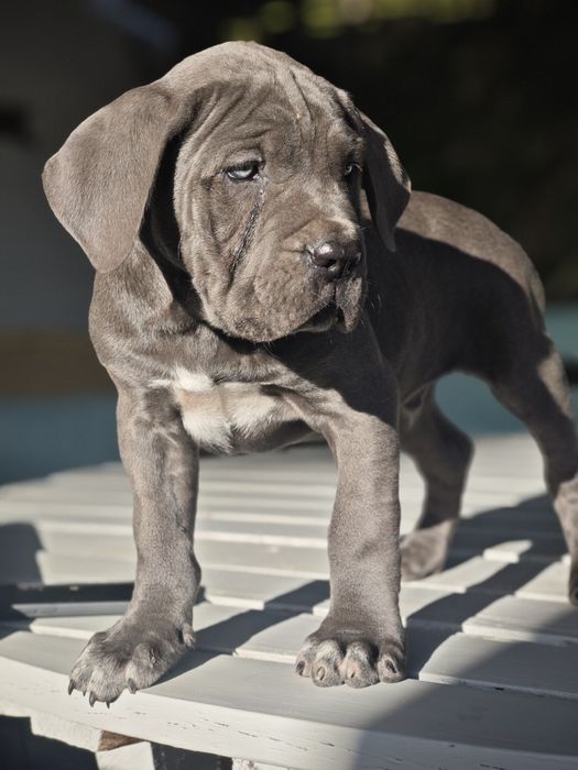 Cane Corso Italiano - Macho Cizento