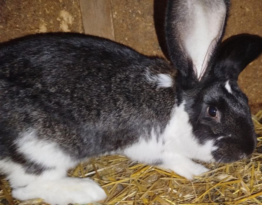 Króliki hodowlane , samice