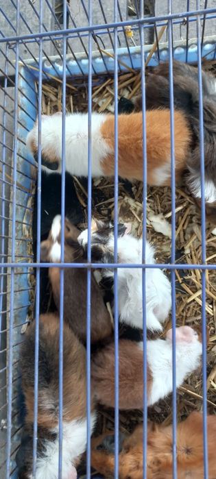 Свинки морские ручные