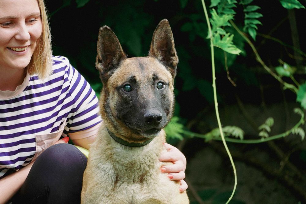 Baron - niewidomy pies szuka domu - w typie owczarek belgijski