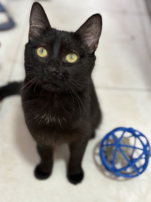 Кошеня в добрі руки