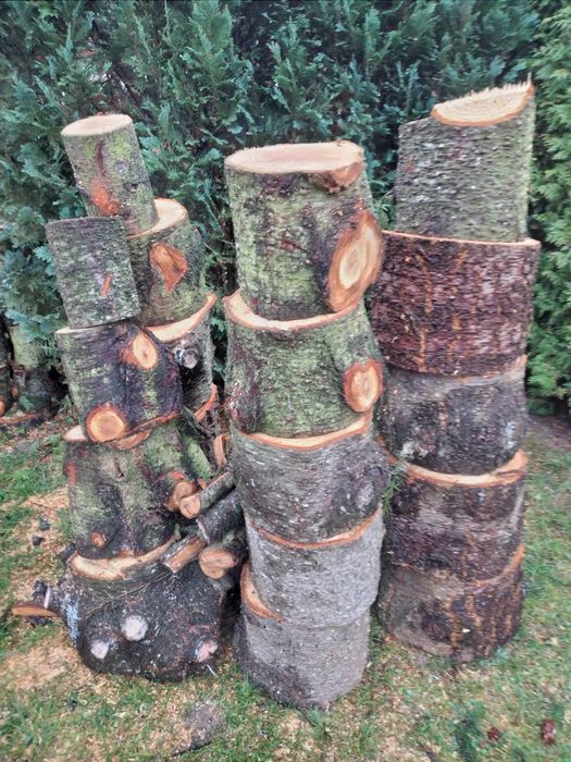 Drzewo  -  świerk .