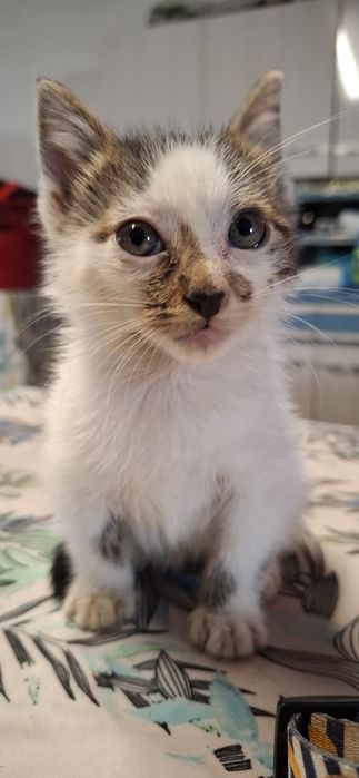 Gatinho macho branco e tigrado
