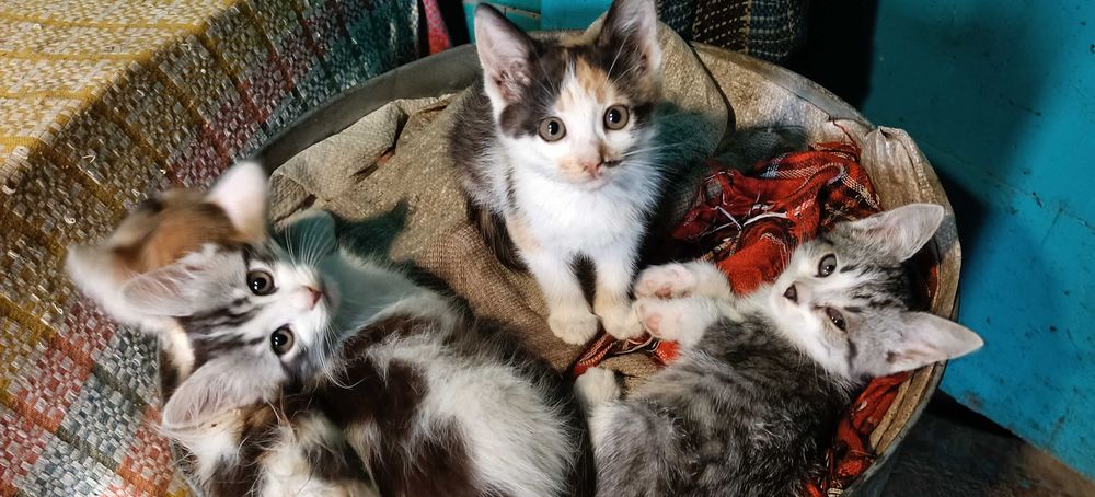Котенята в хороші руки