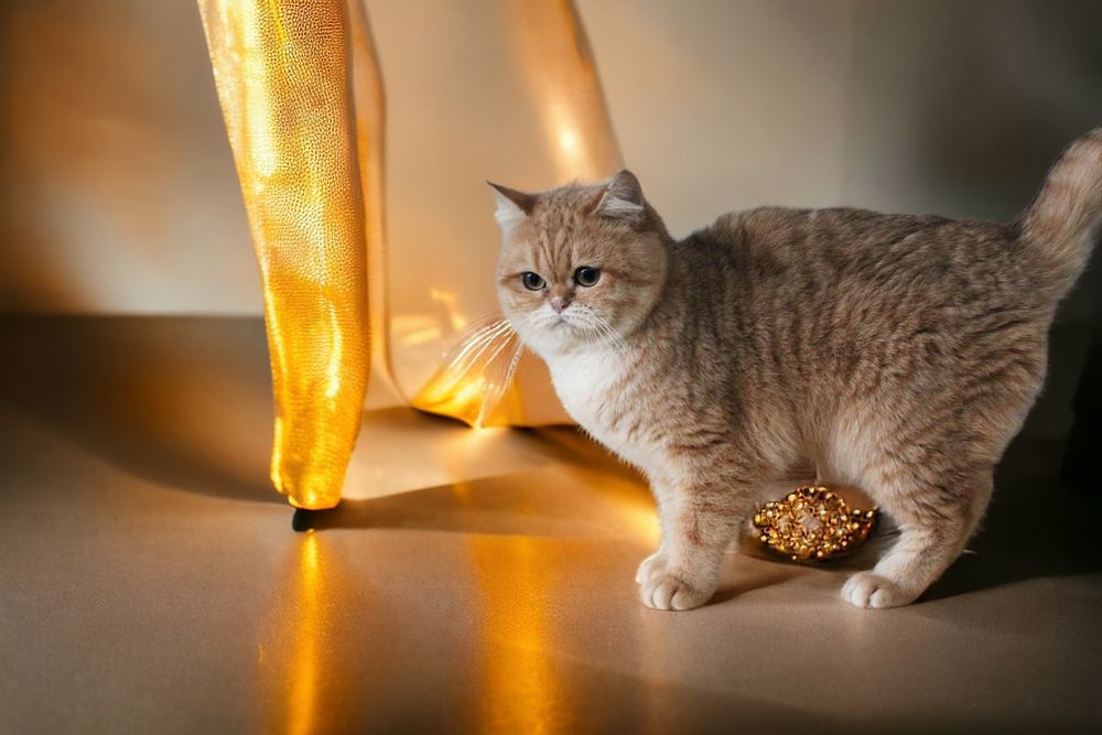 Великолепные котики и кошечки