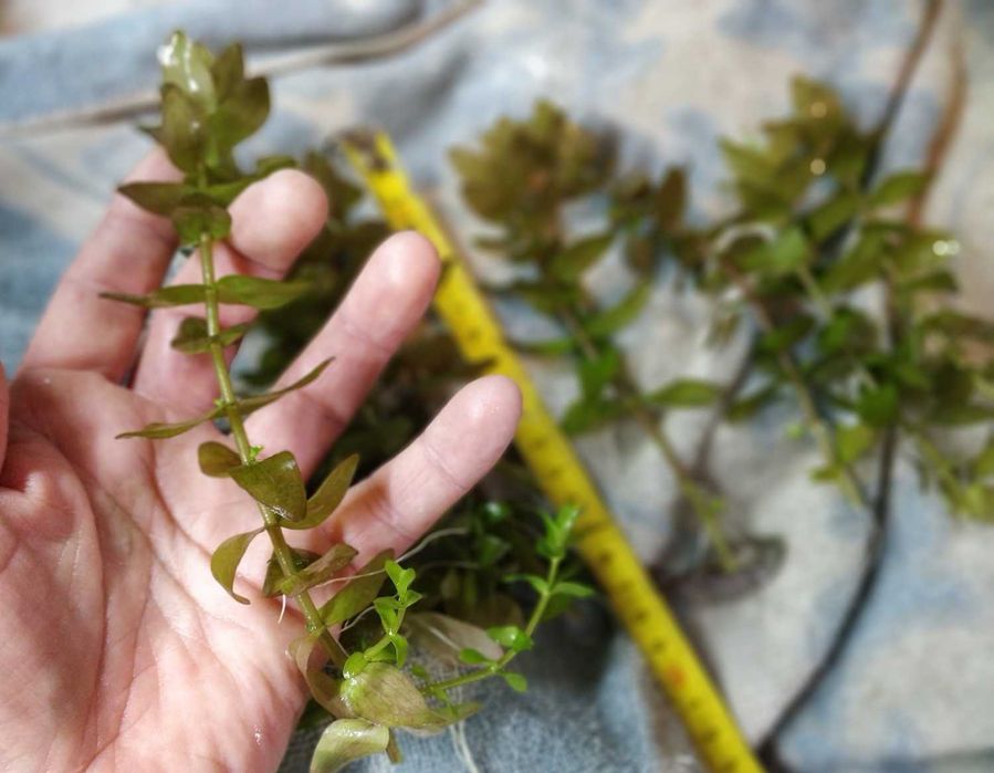 Roślina do akwarium Bacopa caroliniana/Colorata - sadzonki