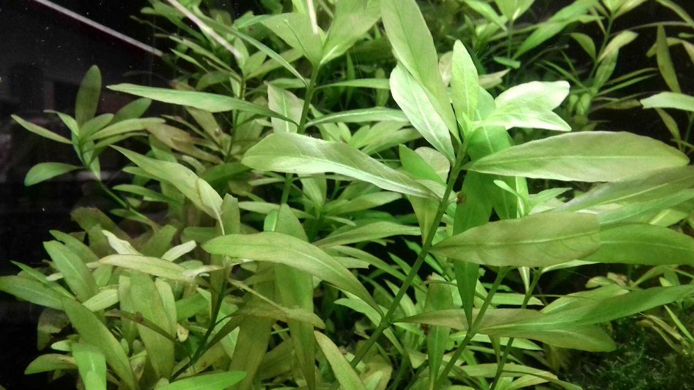 Hygrophila Polysperma - Nadwódka Wielonasienna