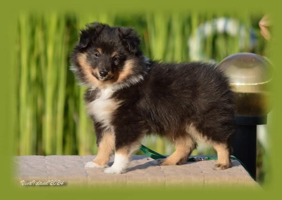 Шелті для самих кращих людей!