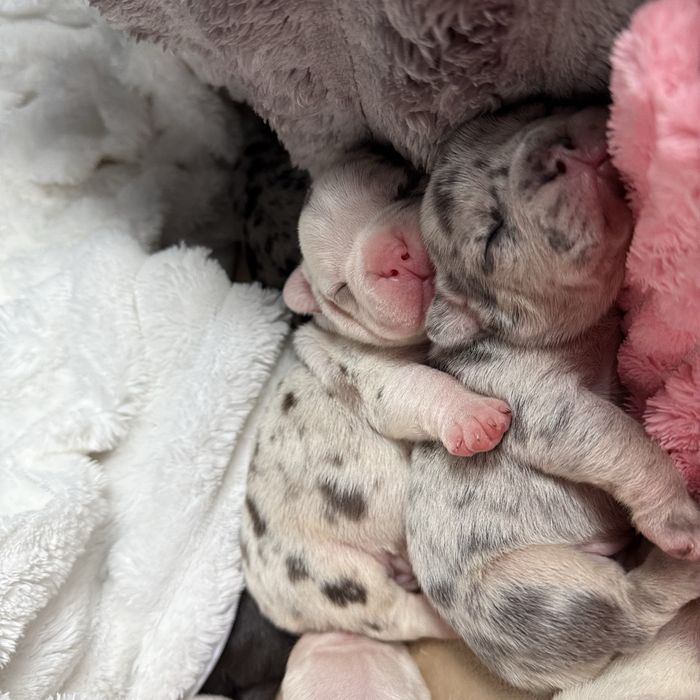 Щеночки французкого бульдога:)