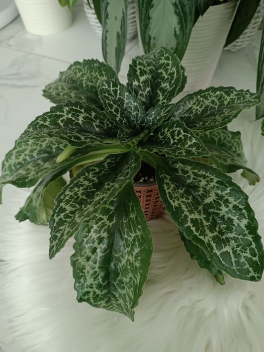 Продам дітки примуліни Hisaco