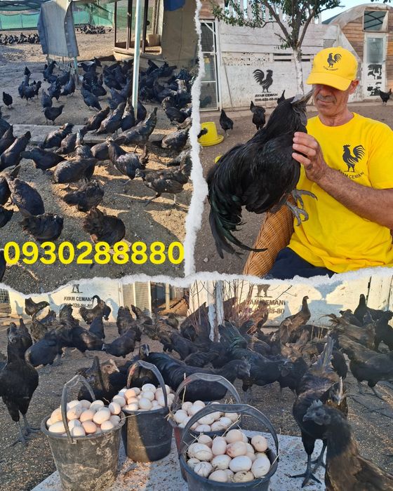 Нквционный яйца черный