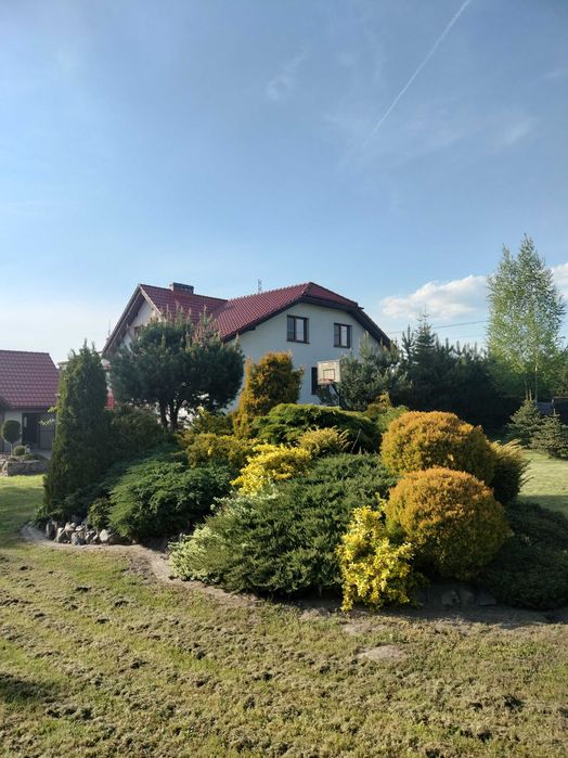 Przycinanie Thui i żywopłotów, nasadzanie żywopłotów, wywóz odpadów