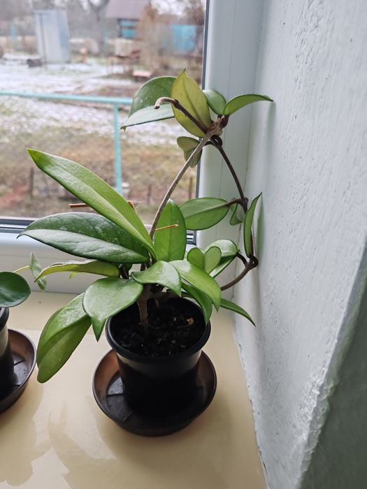 Хойя .           .