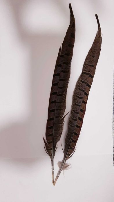 Ozdoba Kapelusza Myśliwskiego 2 pióra z ogona Bażanta naturalne 33cm