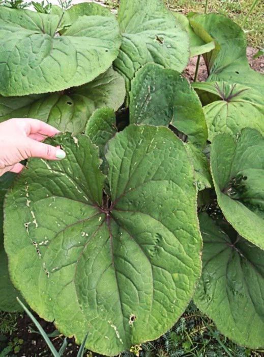 Лігулярія/язичник.  + канаркова трава та ін. Залишки зі свого саду