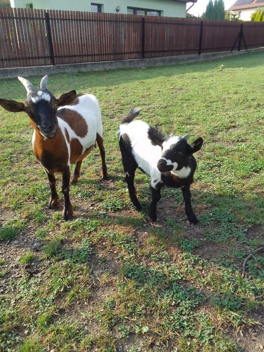 Koza miniaturka sprzedam