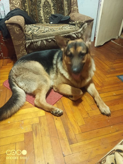 Вязка Чистокровный Немец