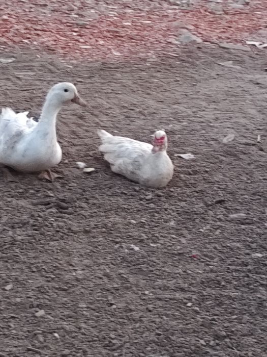 Vendo duas patas