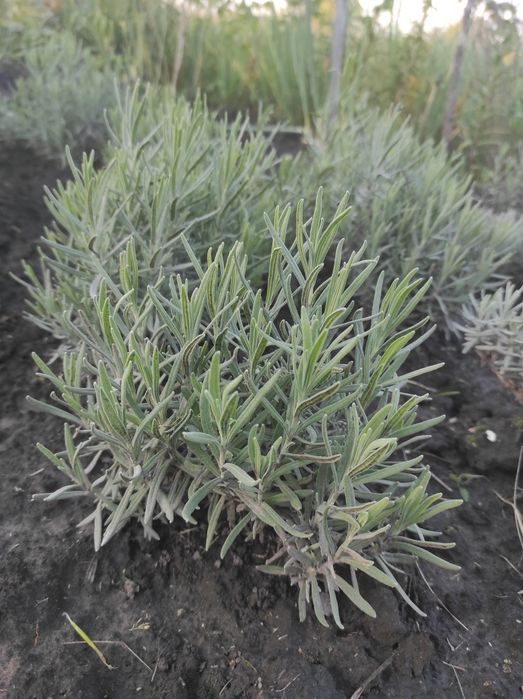 Продам саджанці лаванди