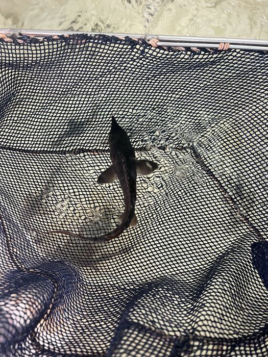 Jesiotr syberyjski sterlet albinos narybek jesiotra do stawu dowóz